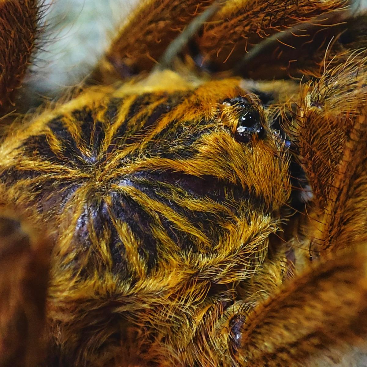 Pterinochilus murinus 1